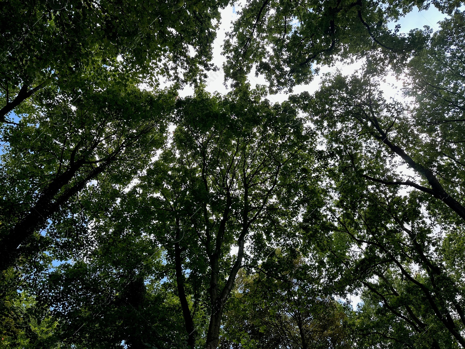 Photo of Beautiful trees with green leaves growing in park, bottom view