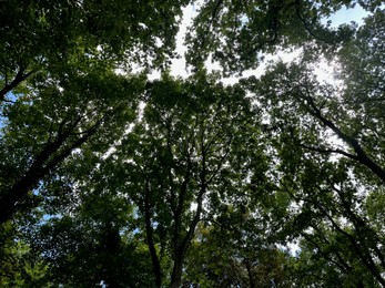 Beautiful trees with green leaves growing in park, bottom view