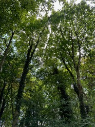 Photo of Beautiful trees with green leaves growing in park, low angle view