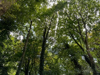 Photo of Beautiful trees with green leaves growing in park, low angle view