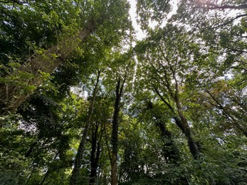 Beautiful trees with green leaves growing in park, low angle view