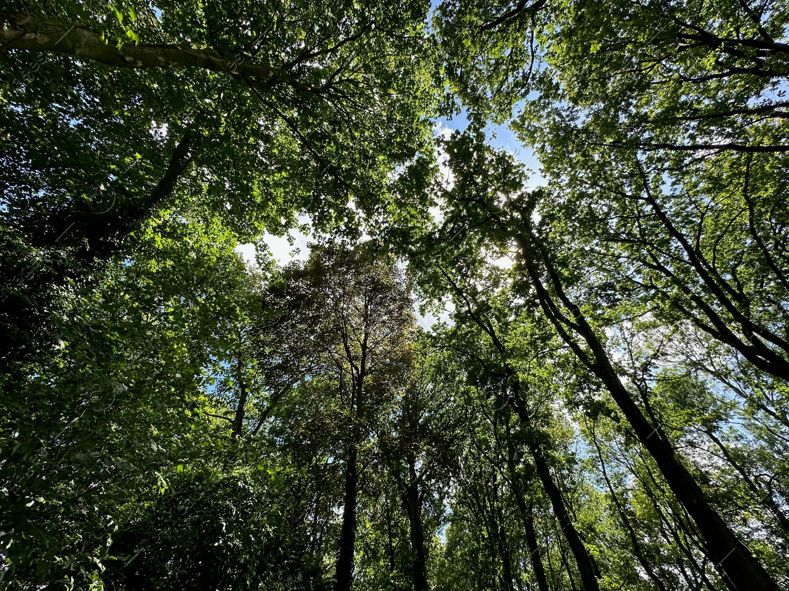 Photo of Beautiful trees with green leaves growing in park, bottom view