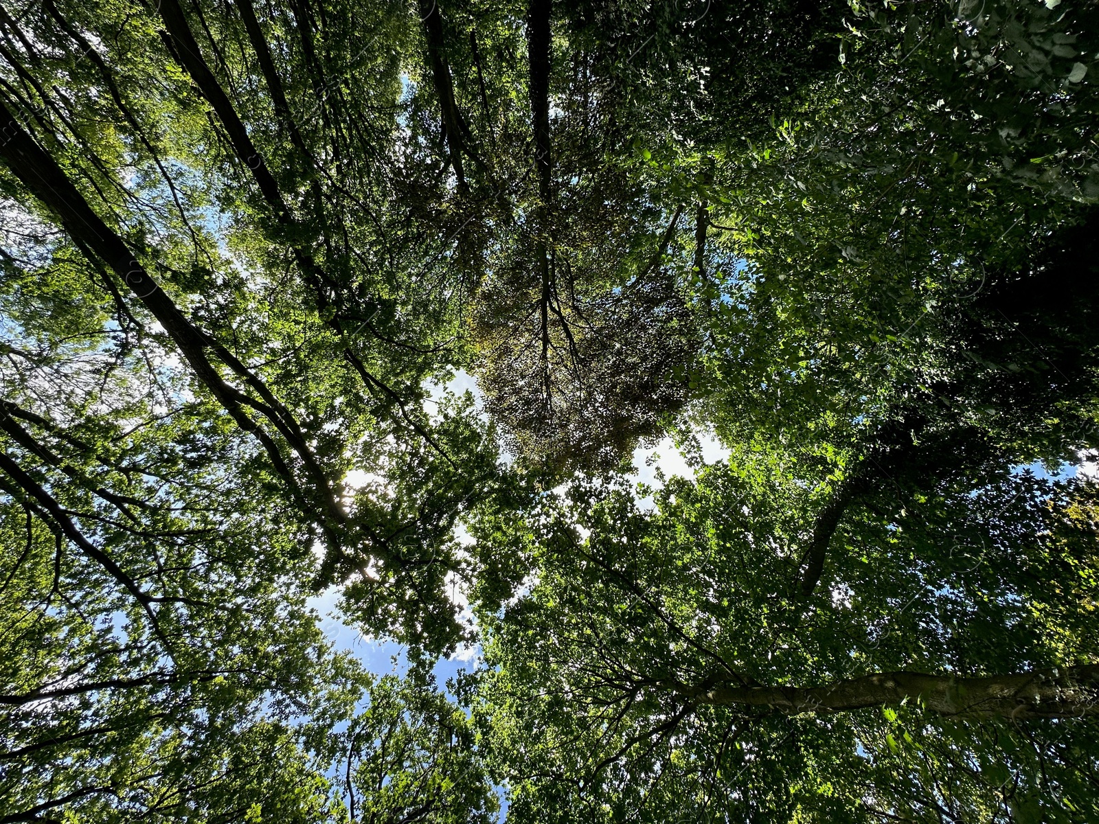 Photo of Beautiful trees with green leaves growing in park, bottom view