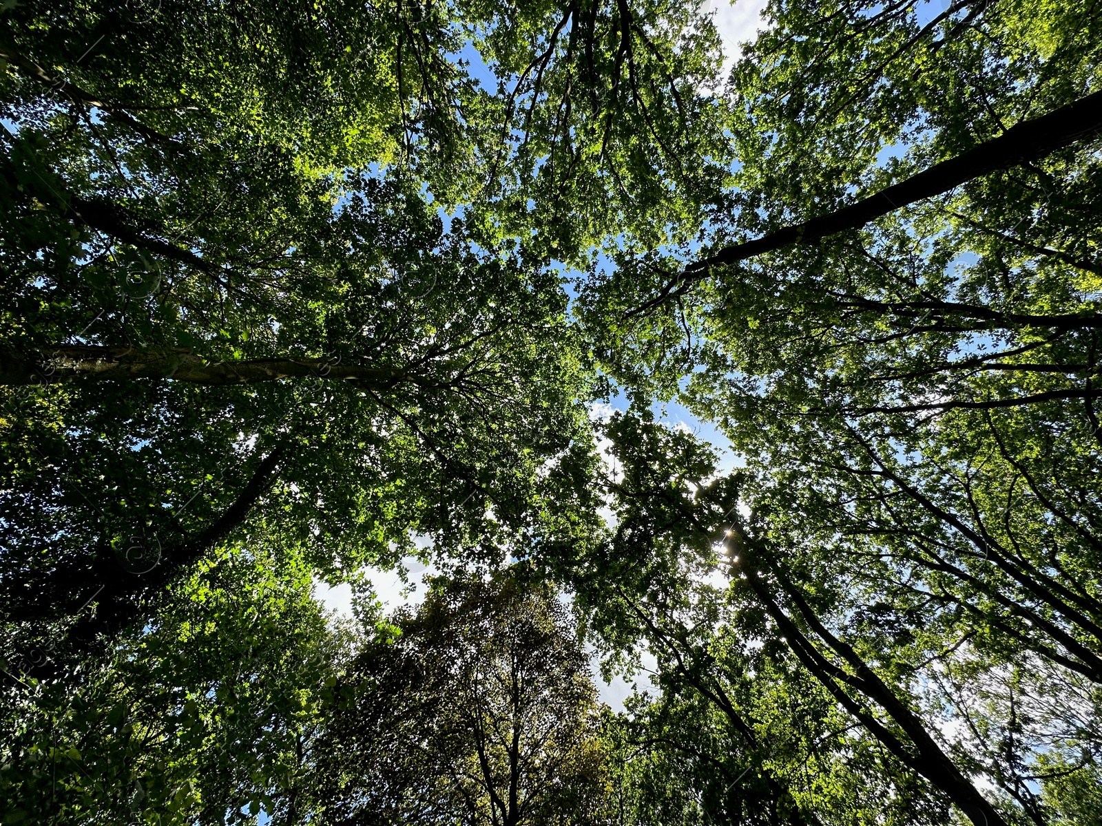 Photo of Beautiful trees with green leaves growing in park, bottom view