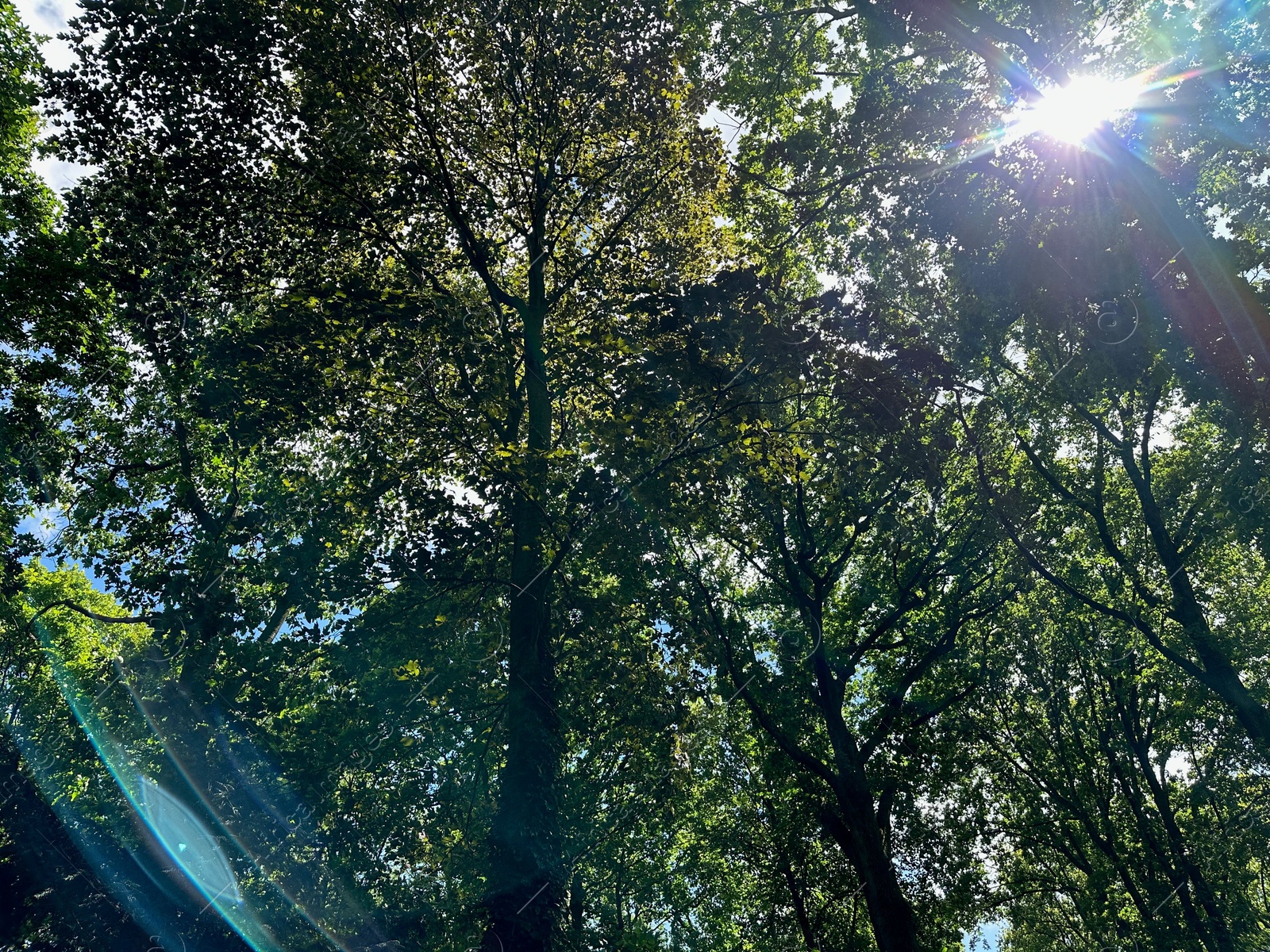 Photo of Beautiful trees with green leaves growing in park, low angle view