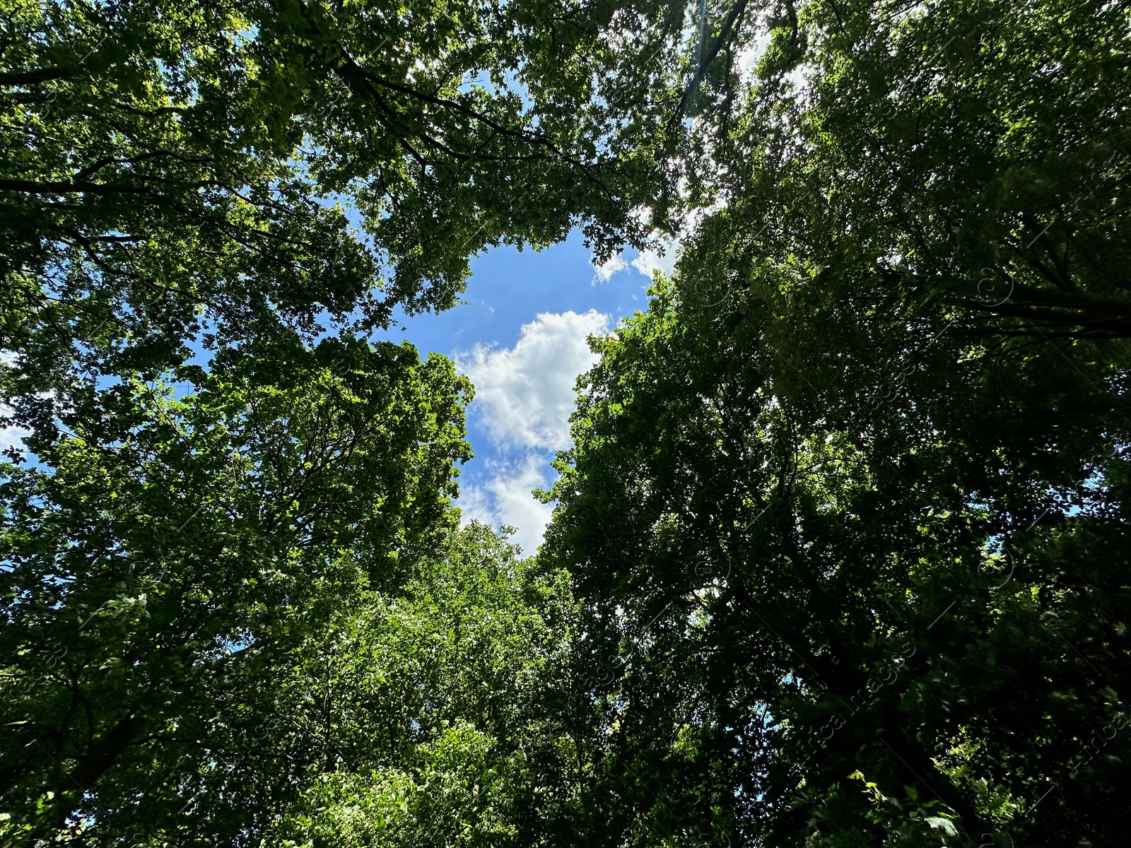 Photo of Beautiful trees with green leaves growing in park, bottom view