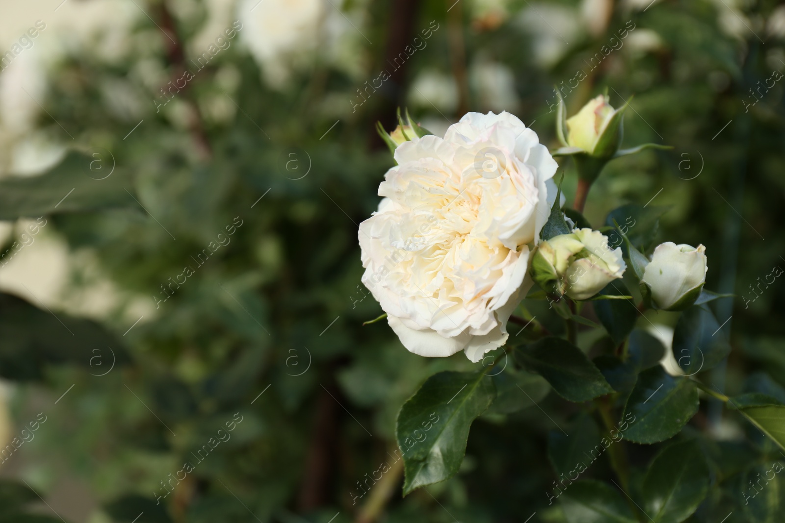 Photo of Beautiful white rose growing in garden, closeup. Space for text