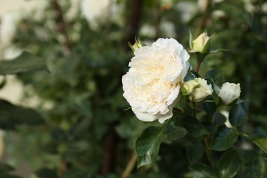 Photo of Beautiful white rose growing in garden, closeup. Space for text