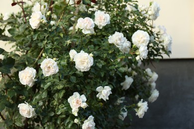 Photo of Bush of beautiful white roses growing in garden