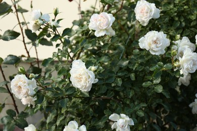 Photo of Bush of beautiful white roses growing in garden