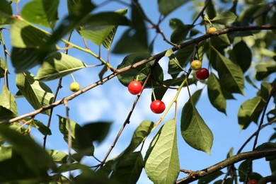 Ripening cherries on tree branch against blue sky, closeup