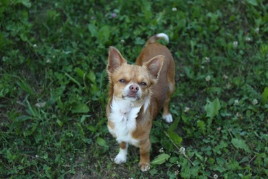 Cute dog with brown hair walking outdoors