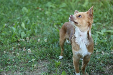 Photo of Cute dog with brown hair walking outdoors. Space for text