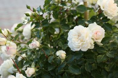 Bush of beautiful white roses growing in garden