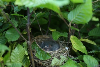 Cute little chicks sleeping in nest outdoors