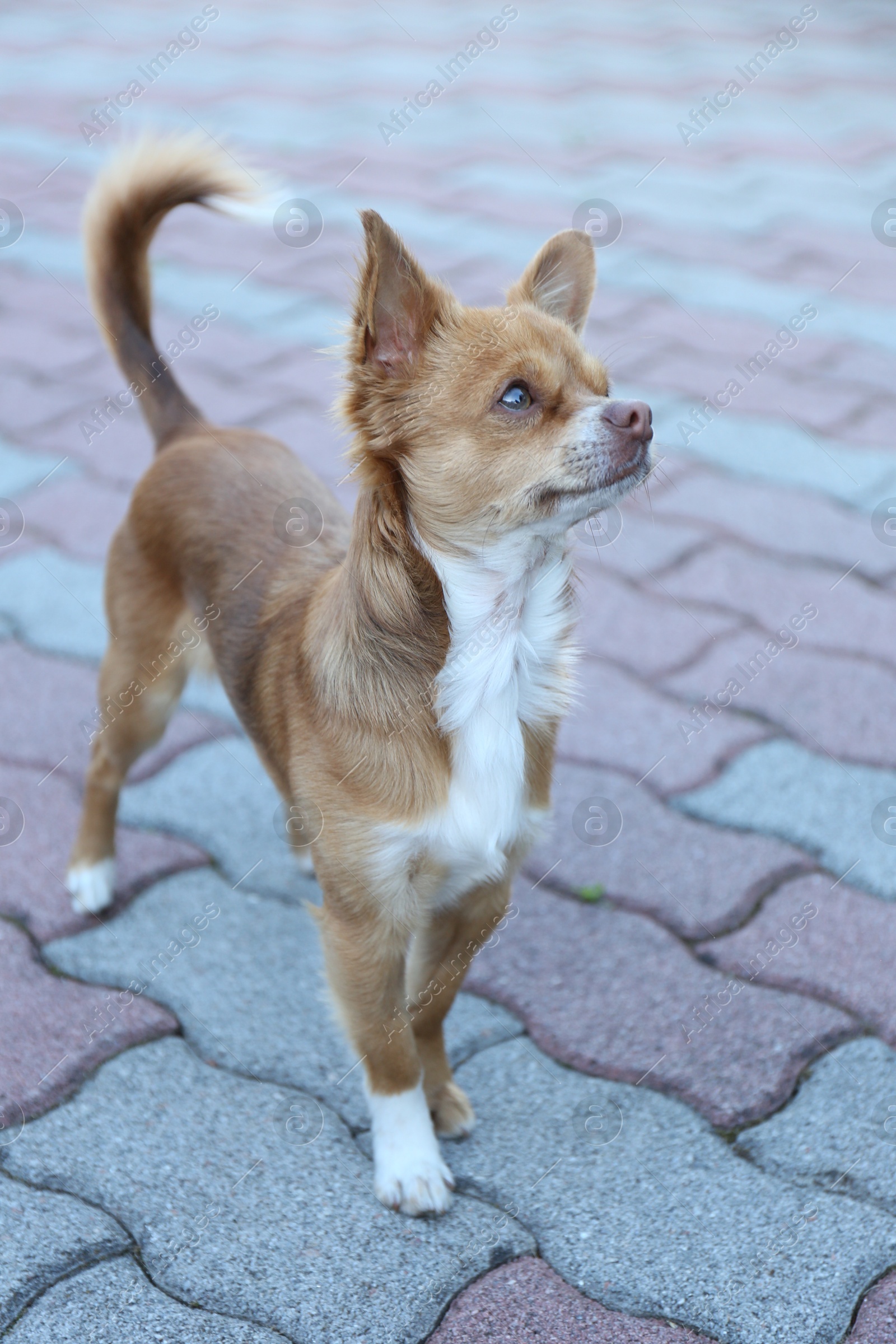 Photo of Cute dog with brown hair walking outdoors