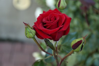 Photo of Beautiful red rose growing in garden, closeup