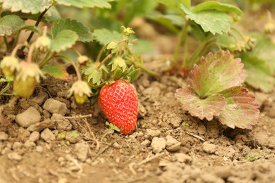 Small unripe strawberries growing outdoors, closeup. Seasonal berries