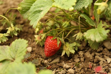 Small unripe strawberries growing outdoors, closeup. Seasonal berries