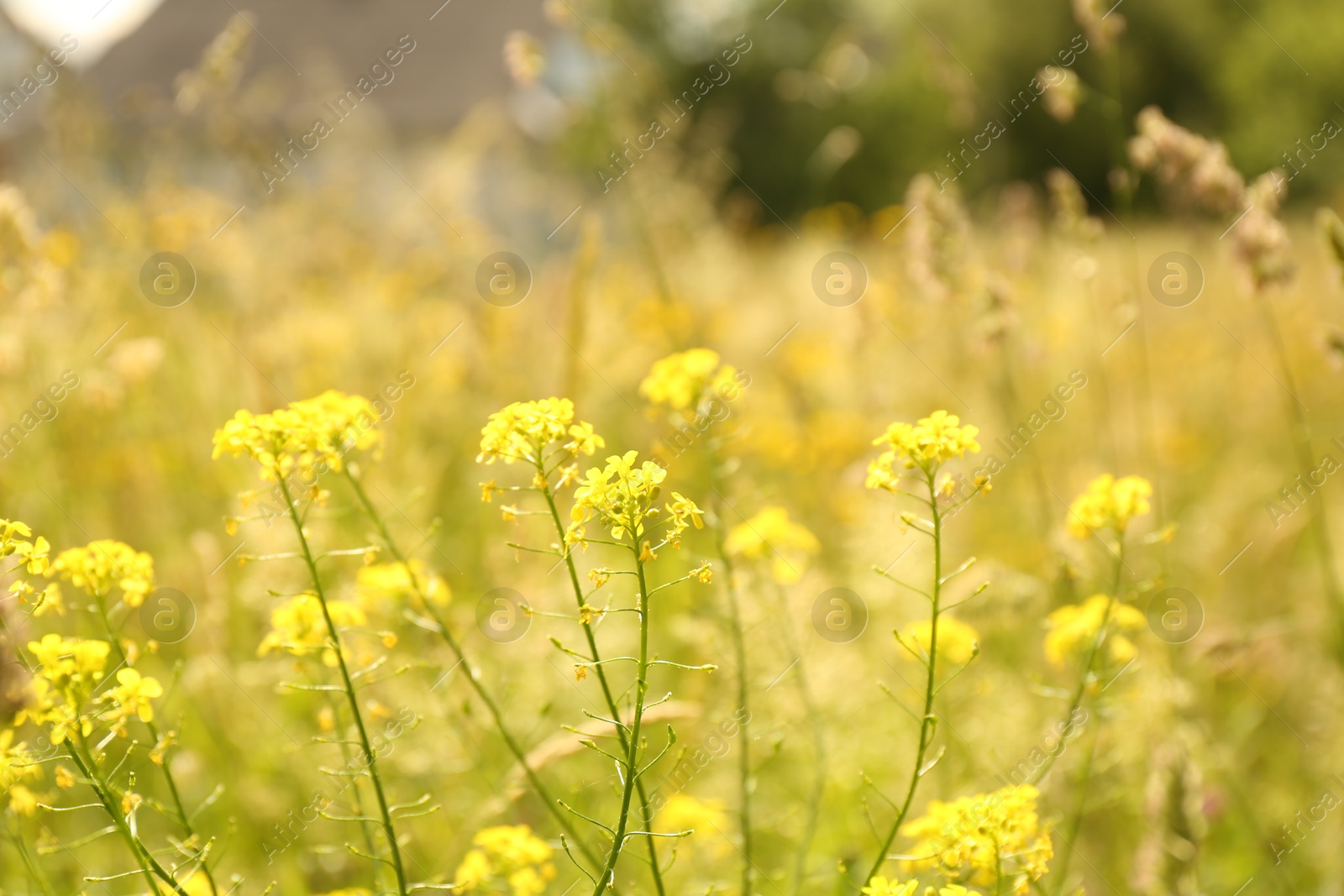 Photo of Beautiful yellow rapeseed flowers blooming outdoors, closeup