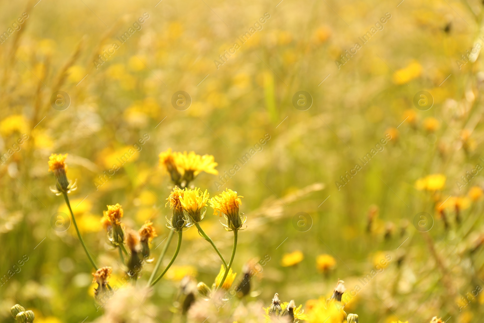 Photo of Beautiful yellow flowers blooming in field, closeup