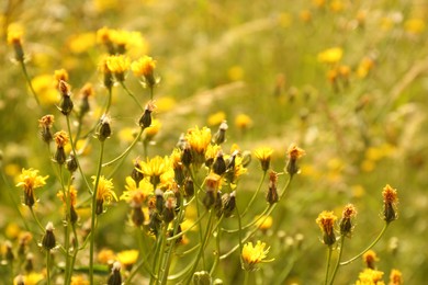 Photo of Beautiful yellow flowers blooming in field, closeup