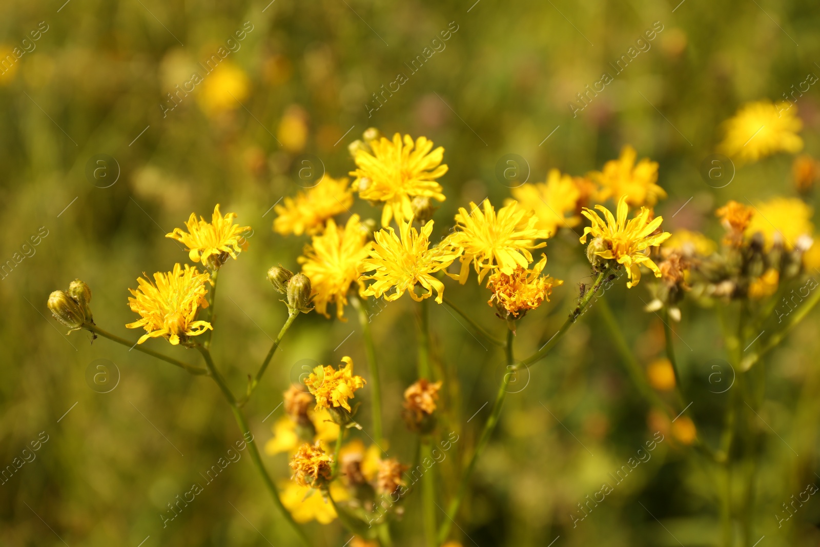 Photo of Beautiful yellow flowers blooming in field, closeup