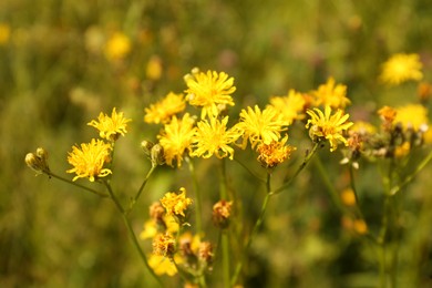 Beautiful yellow flowers blooming in field, closeup