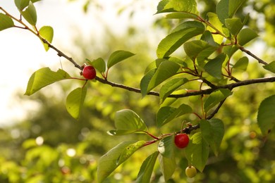 Photo of Ripening cherries on tree branch outdoors, closeup