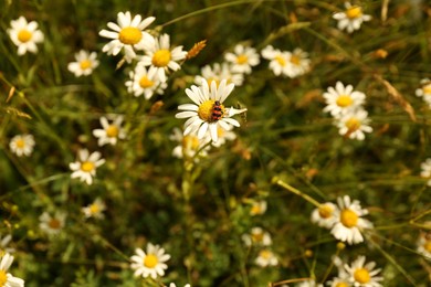 Insect sitting on beautiful chamomile outdoors, above view