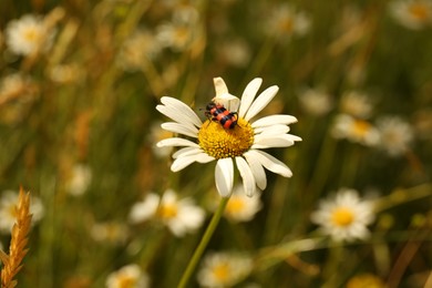 Insect sitting on beautiful chamomile outdoors, closeup