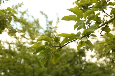 Tree branch with green leaves outdoors, closeup. Space for text