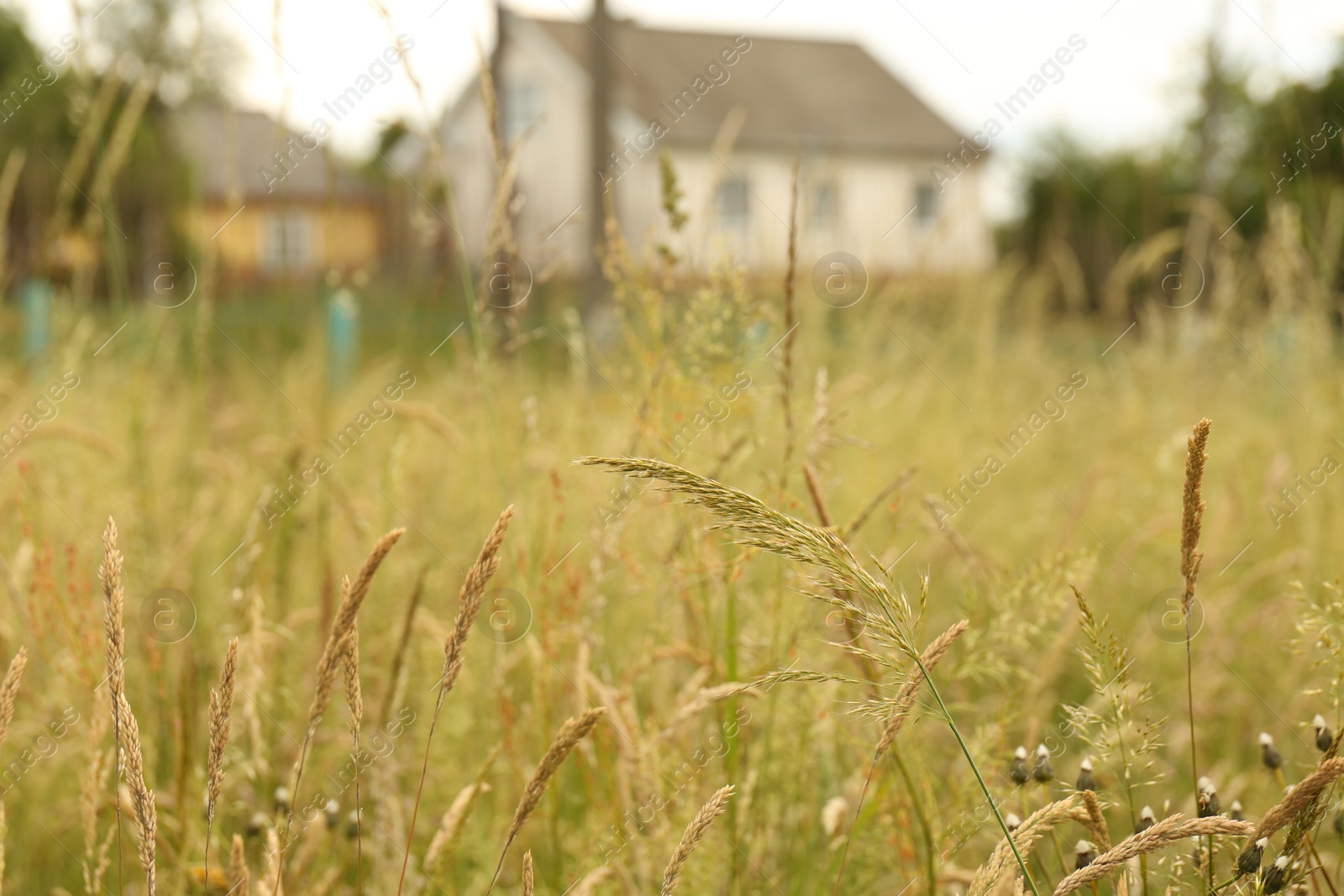 Photo of Beautiful meadow plants growing in village, closeup