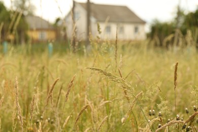 Beautiful meadow plants growing in village, closeup