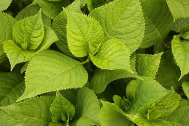 Beautiful green leaves as background, closeup view