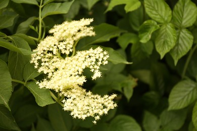 Branches of blooming elderberry shrub with white flowers outdoors, closeup