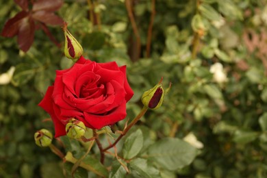 Beautiful red rose growing on bush in garden, closeup