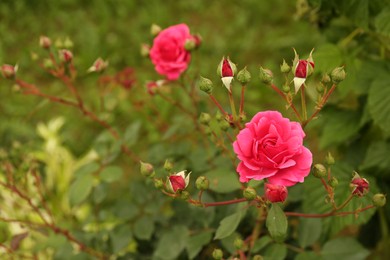 Beautiful pink roses growing on bush in garden, closeup