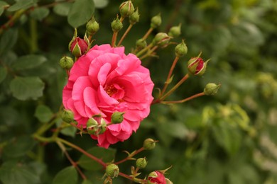 Beautiful pink rose growing on bush in garden, closeup