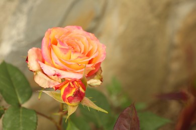 Beautiful orange roses growing on bush in garden, closeup