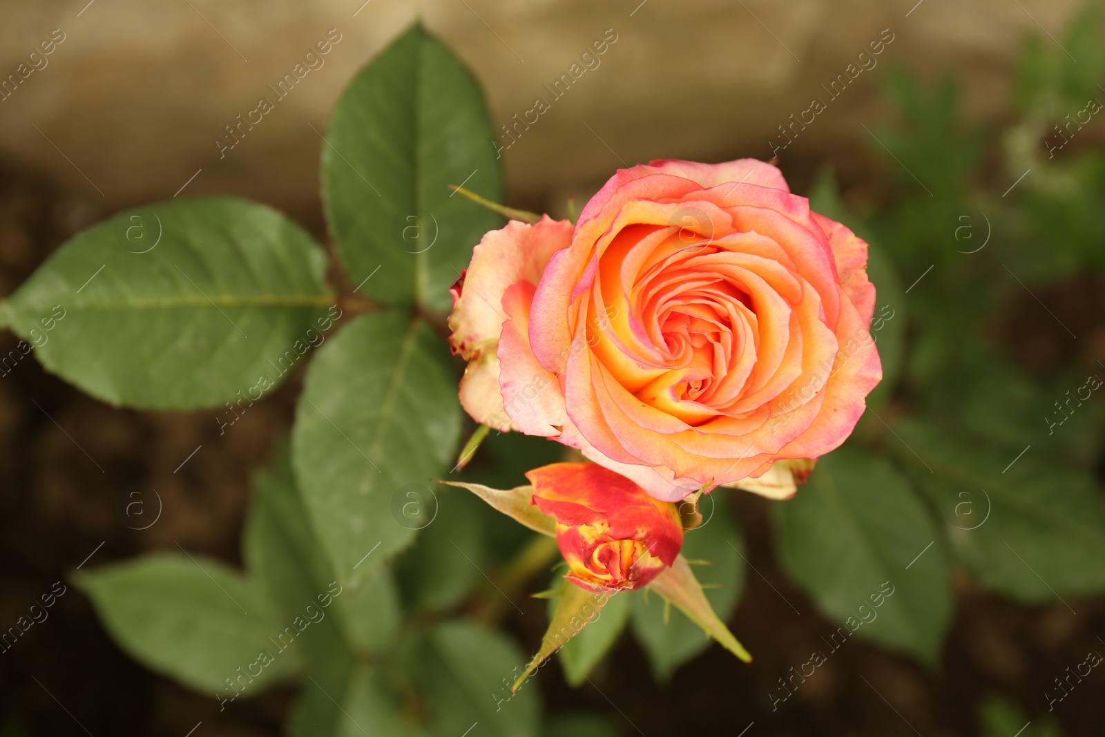 Photo of Beautiful orange roses growing on bush in garden, top view