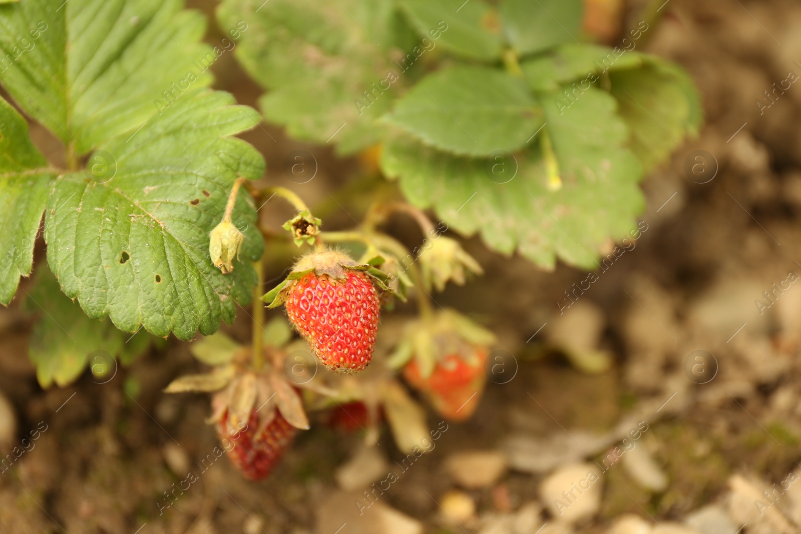 Photo of Small unripe strawberries growing outdoors, closeup. Seasonal berries