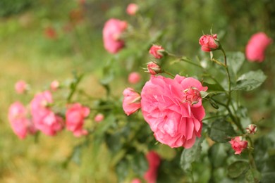 Photo of Beautiful pink roses blooming outdoors on spring day, closeup