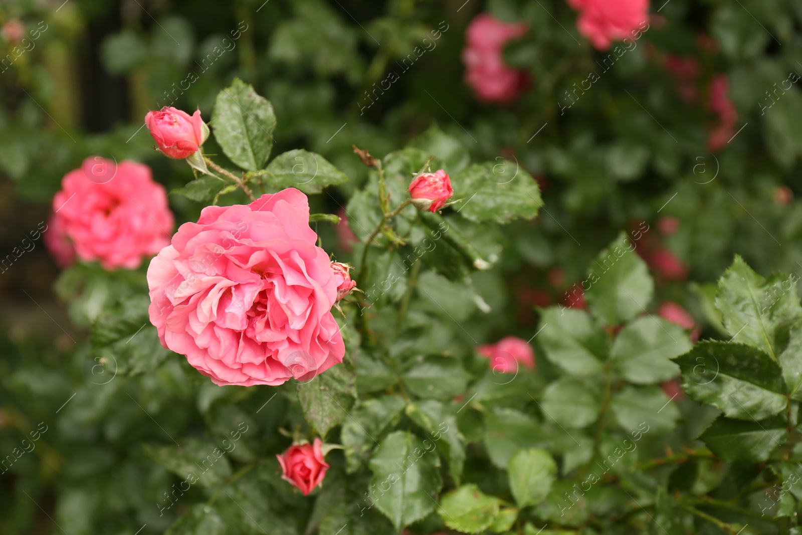 Photo of Beautiful pink roses blooming outdoors on spring day, closeup