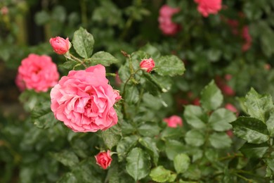 Beautiful pink roses blooming outdoors on spring day, closeup