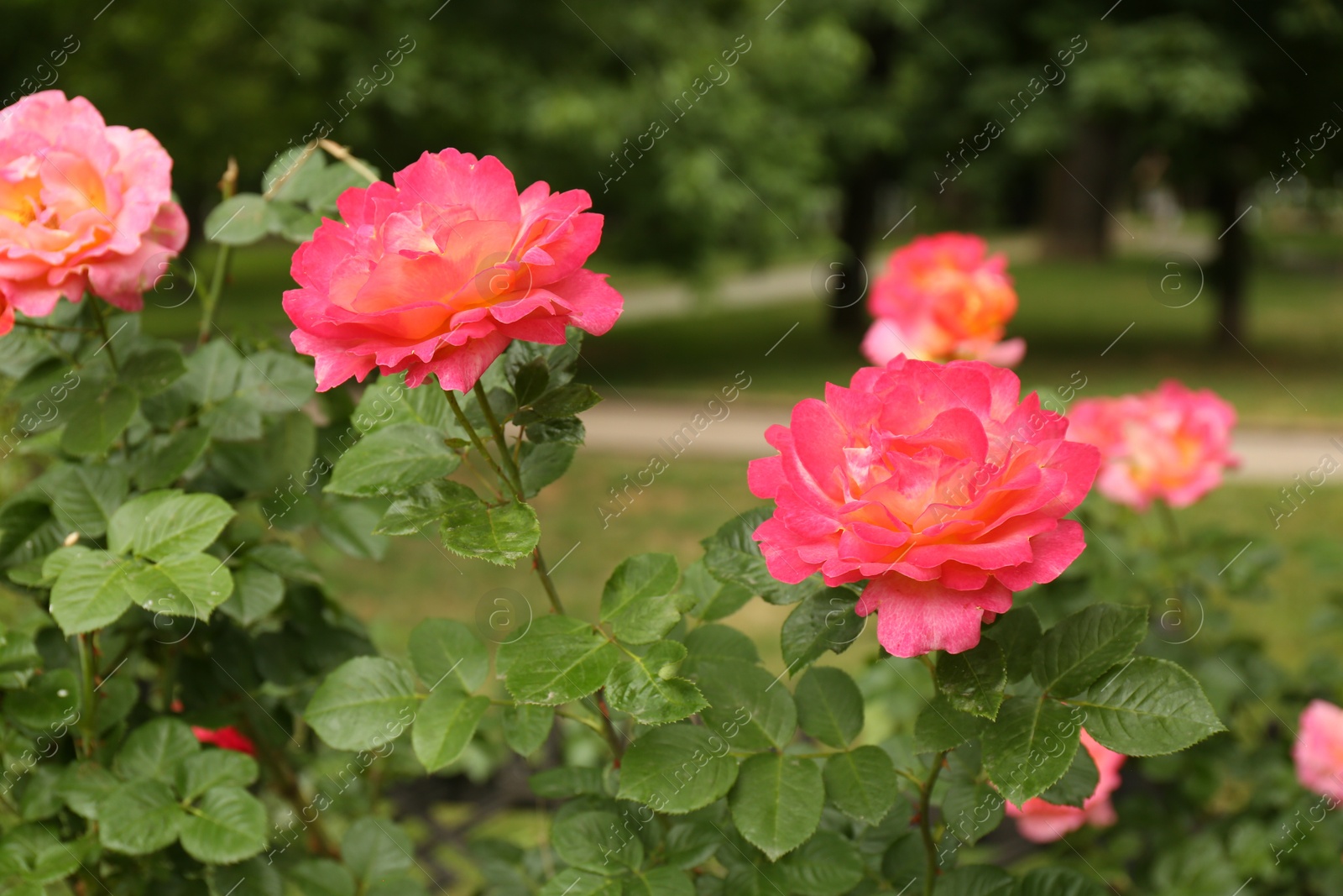 Photo of Beautiful pink roses blooming outdoors on spring day, closeup