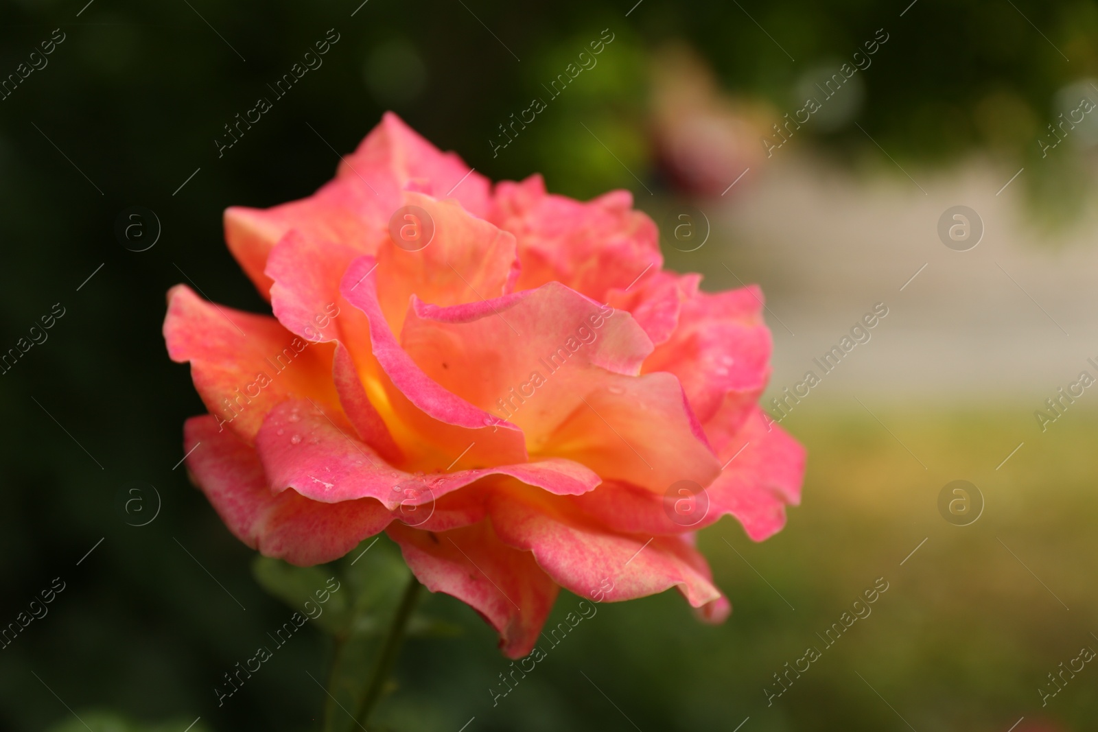 Photo of Beautiful pink rose blooming outdoors on spring day, closeup