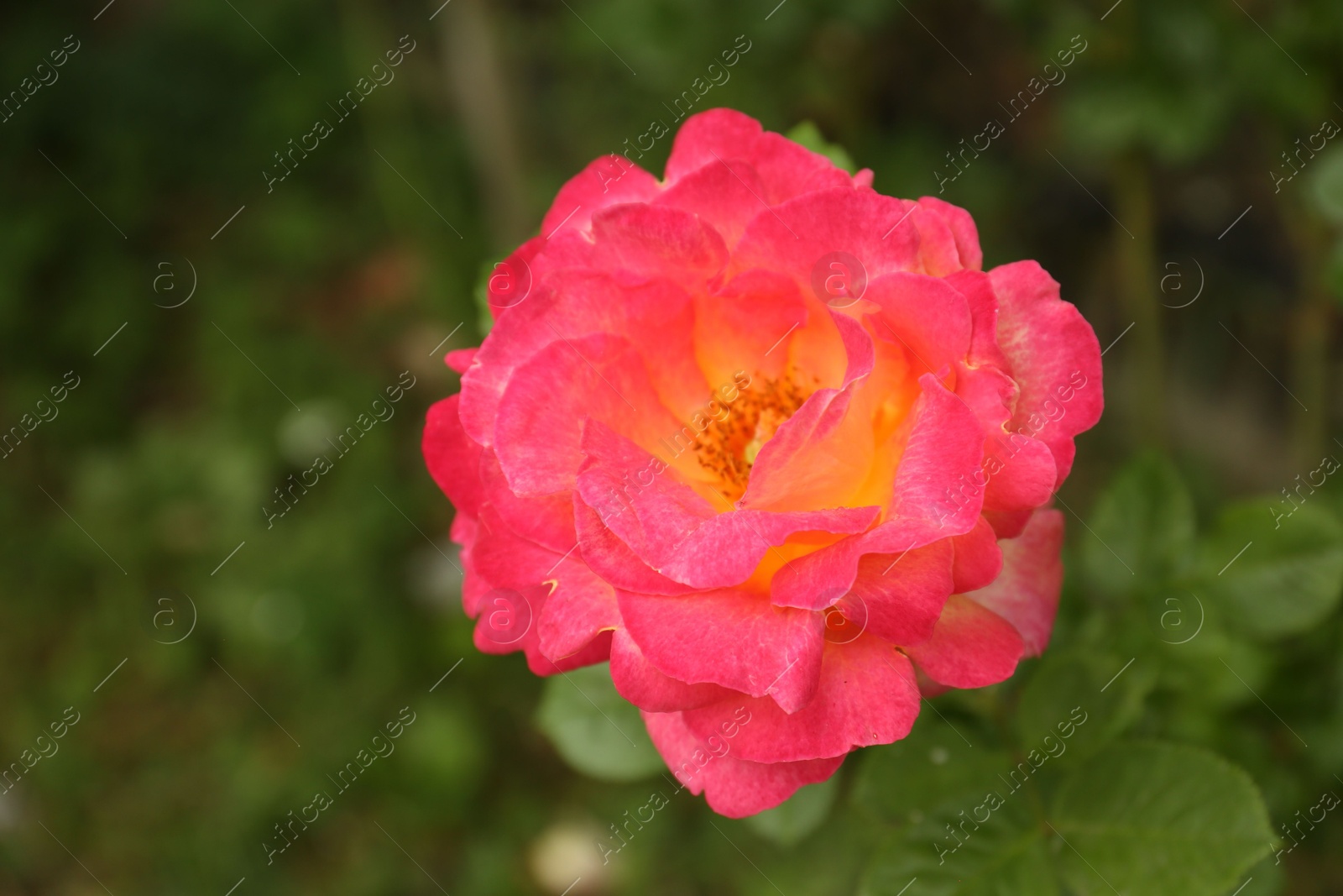 Photo of Beautiful pink rose blooming outdoors on spring day, closeup