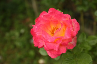 Beautiful pink rose blooming outdoors on spring day, closeup