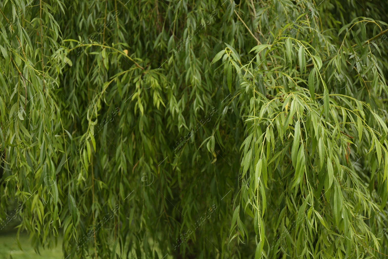 Photo of Branches of beautiful willow tree in park